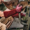 LAUTER SCHUTZ ® Thorn-proof cowhide leather gloves with back seam