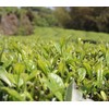 Premium Black Tea Chinese Fujian Wuyi Mountain (200g/7.05ox) Floral Fruity