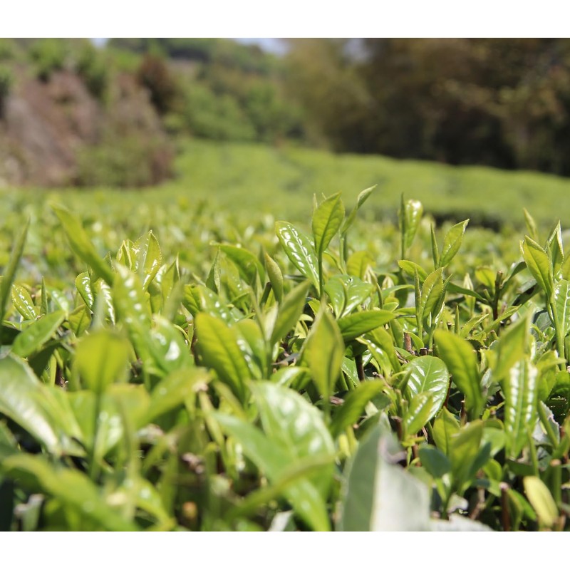 Premium Black Tea Chinese Fujian Wuyi Mountain (200g/7.05ox) Floral Fruity