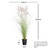 2.5 Quart - Maiden Grass Miscanthus