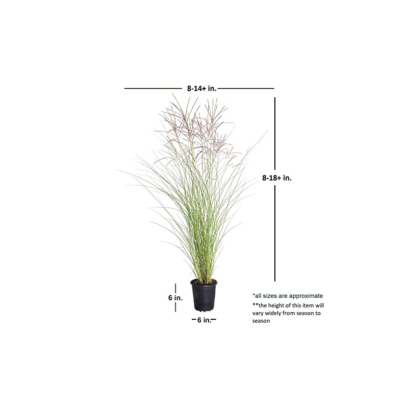 2.5 Quart - Maiden Grass Miscanthus