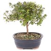 Brussel's Bonsai Live Satsuki Azalea Bonsai, Outdoor, Live Flowering Bonsai
