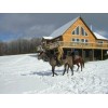 Classic Log Homes, Inc. 2" x 8" White Pine, Tongue