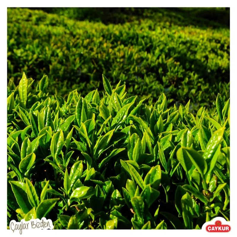 ÇAYKUR Black Tea Bags, Altın Suzen Turkish Tea, Individually Wrapped