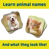 Chuckle & Roar Baby Animals Matching Memory Game for Kids