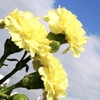 Outsidepride Carnation Yellow - 1000 Seeds