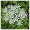 Everwilde Farms - 1 Lb Caraway Herb Seeds - Gold