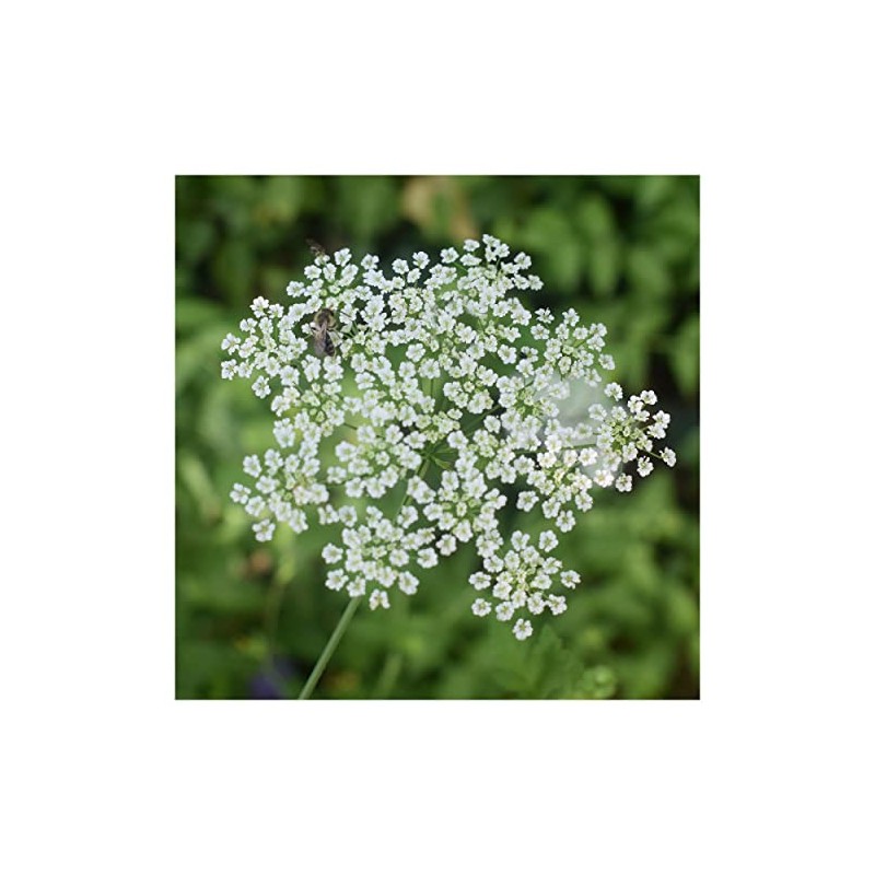 Everwilde Farms - 1 Lb Caraway Herb Seeds - Gold