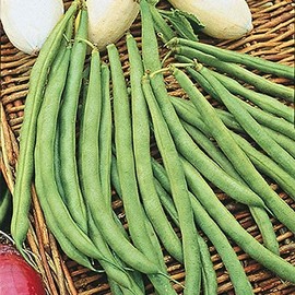 David's Garden Seeds Bean Bush Top Crop 100 Non-GMO, Heirloom Seeds