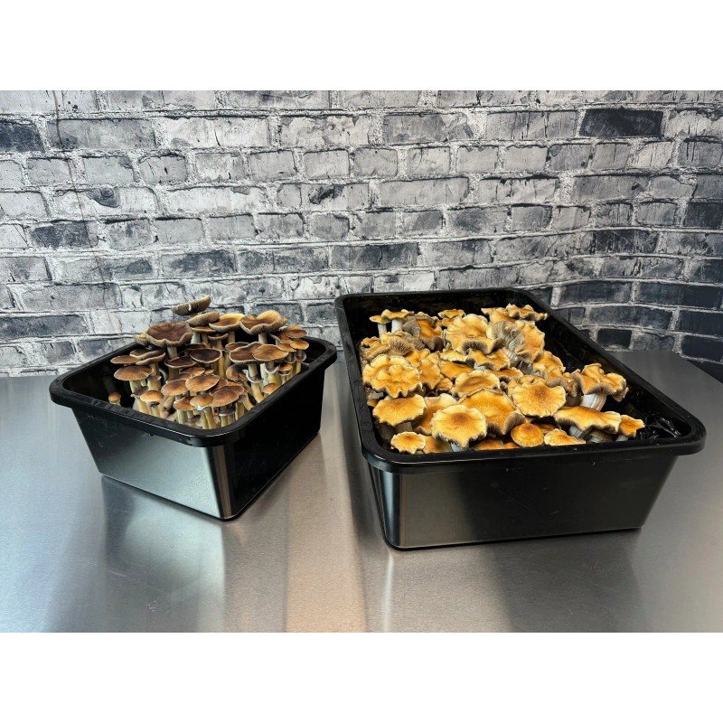 Myco Labs Premium 5-Grain Mushroom Quick Colonizing 32oz 5-Grain Spawn