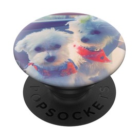 Cute Maltese Dog Faces