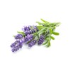 Lavender Essential Oil - 4.0fl oz / 118ml