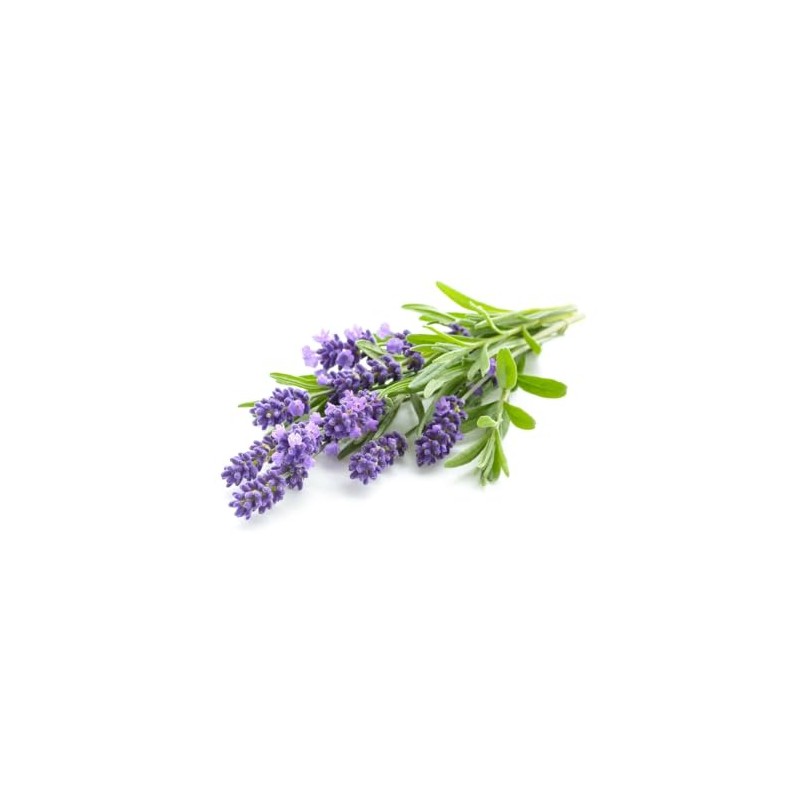 Lavender Essential Oil - 4.0fl oz / 118ml
