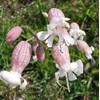 CZ Grain 50 Bladder Campion Seeds to Plant Silene vulgaris
