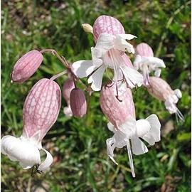CZ Grain 50 Bladder Campion Seeds to Plant Silene vulgaris