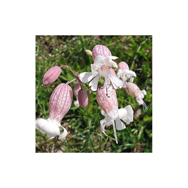 CZ Grain 50 Bladder Campion Seeds to Plant Silene vulgaris