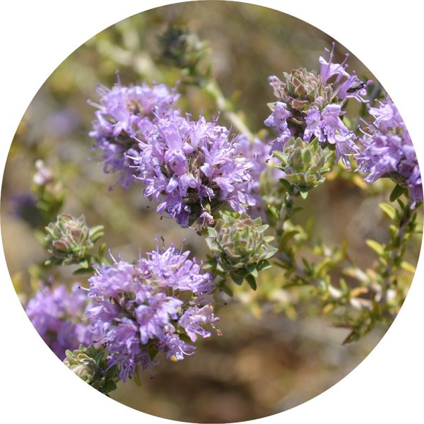 Living Libations Thyme Essential Oil, 30ml