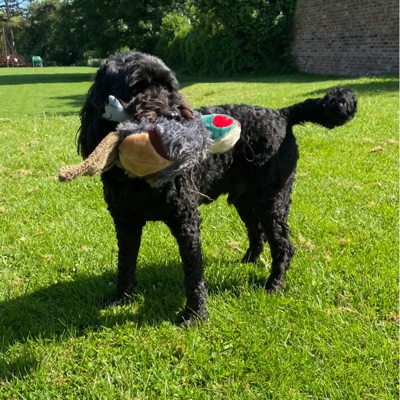 Petface Squeaky Pheasant Plush Dog Toy
