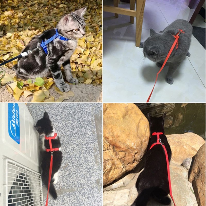 Widream 2 x Cat Harness with Lead and Collars, Escape