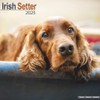 Irish Setter - Irish Setter 2025 - 16 Month Calendar: