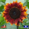 Maxboba Sunflower Seeds Mammoth Grey Stripe Non-GMO - 50 Seeds
