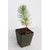Generic Mini Bonsai Tree Starter Plant Gift Pinus Eldarica Aleppo