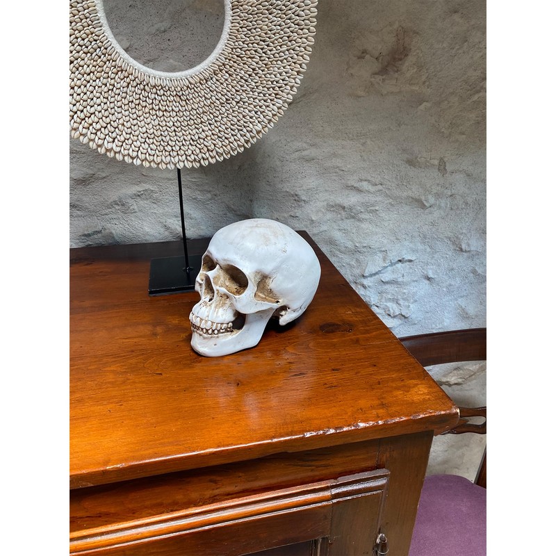Objectz Skull Decoration, Skeleton Skull Decoration - Can also be