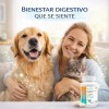 Probiótico Para Perro Probiotico En Tableta Masticable 60 Pz