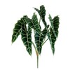 21" Alocasia Bush x7 Green (pack of 12)