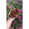 Fresh 10+ Real Wisconsin Black Walnut Seeds for planting! (Juglans