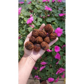 Fresh 10+ Real Wisconsin Black Walnut Seeds for planting! (Juglans nigra) Fresh 2024!