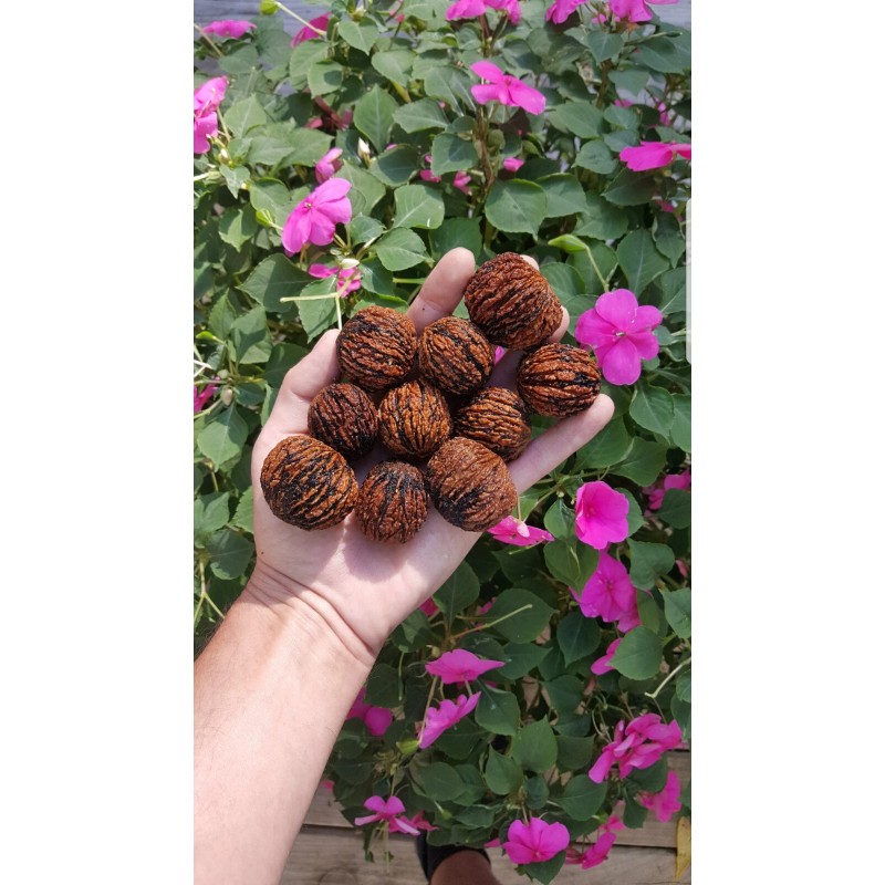 Fresh 10+ Real Wisconsin Black Walnut Seeds for planting! (Juglans