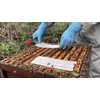 Formicpro for The Treatment of Varroa Mites (2 Dose (4