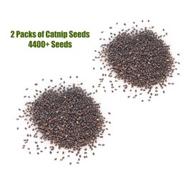 DesertUSA Catnip Seeds for Planting, 4400+ Herb, Indoor or Outdoor Growing, Heirloom, Non-GMO, Cats Love Catnip Leaves. (Catnip Seeds, 2 X 1500mg)