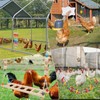 Chicken Toys for Coop, 12PCS Chicken Enrichment Toys for Hens