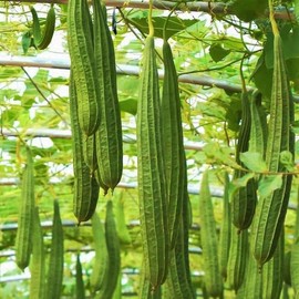 TomorrowSeeds - Da Rou Angled Luffa Gourd Seeds - 30+ Count - for 2025 Planting Ridged Gourd Okra Bitter Melon Garden Eating Or Crafting Sponge Soap Asian Vegetable Grow Your Own Home Farm Patio