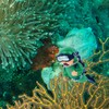 Sosoport Decorative Aquarium Set Fish Tank Diver Ornament Floating Diver