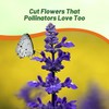 Outsidepride Clary Sage Seeds - 1000 Pcs. Biennial, Easy to