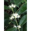 Rainforest Plum Eugenia Candolleana Cambui Roxo Murtinha Purple Fruit Tree