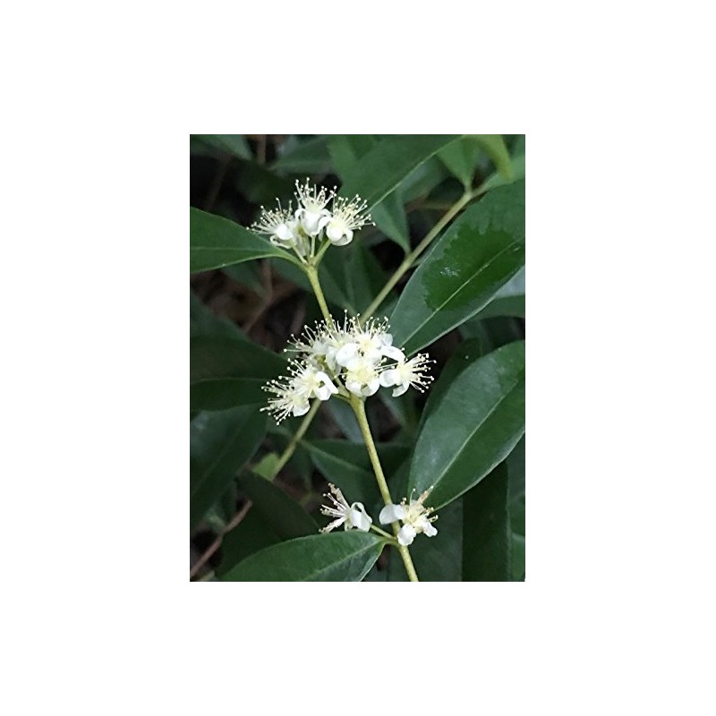 Rainforest Plum Eugenia Candolleana Cambui Roxo Murtinha Purple Fruit Tree