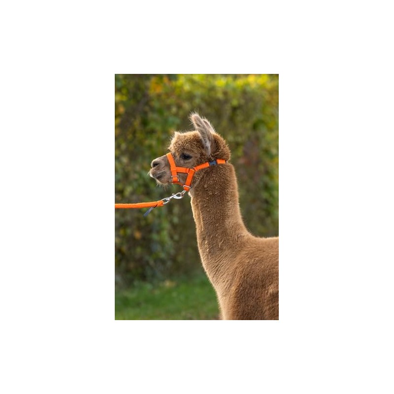 Kerbl Alpaca Headcollar Adjustable - Orange (Dimensions 17 x 18