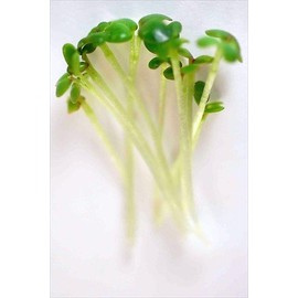 Red Giant Mustard Seeds - 4 Oz. Resealable Bag - Use for Indoor Gardening, Growing Microgreens & More | Micro Greens Salad Garden Seeds