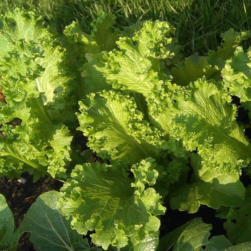 Southern Giant Curled Mustard Seeds: 1 Lb - Non-GMO Seeds