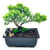 Live Dwarf Juniper Bonsai Tree About 6 Years Old with