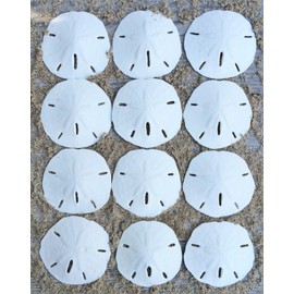 Sand Dollar - Real Sand Dollars 3" to 3 1/2" (Set of 12) - Sand Dollar Shells - Wedding Seashell Craft - Sand Dollars for Crafts - Sand Dollar Ornaments - Sand Dollars Bulk - Tiny Sand Dollar