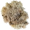 Glorex 6 3803 610 - Moos islandese, 50 g, naturale,