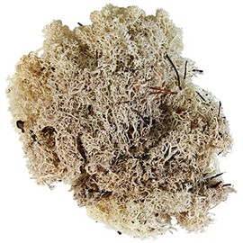 Glorex 6 3803 610 - Moos islandese, 50 g, naturale, per bricolage, decorazioni, modellismo e costruzione di presepe