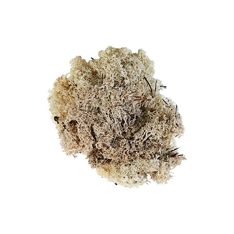 Glorex 6 3803 610 - Moos islandese, 50 g, naturale,