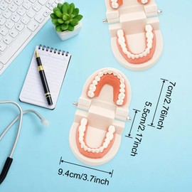 WOOPSOO 2 Pack Dental Adult Standard Teeth Model Fake Denture Mouth Teeth Model Typodont Demonstration Denture Model for Kids Dentist Students Teach Studying Displaying Supplies