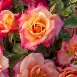 Heirloom Roses Rose Plant - Polynesian Punch™ Multi Rose Bush, Floribunda Live Plant for Planting Outdoors